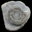 Dactylioceras Ammonite Stand Up - England #68148-1